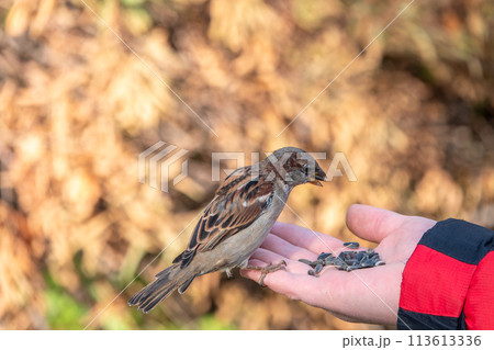Sparrow eats seeds from a man's hand Sparrow eats seeds from a man's hand 113613336