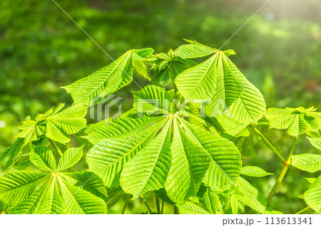 Green Chestnut Leaves in beautiful light. Spring season, spring colors. 113613341