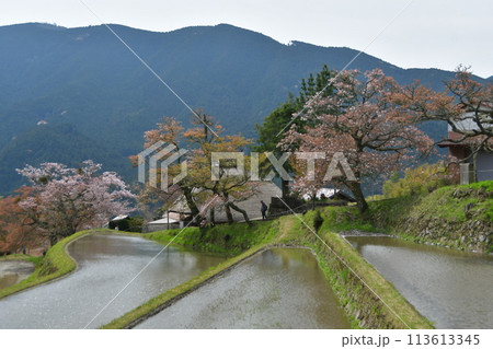 三多気の桜 三多気の桜 113613345