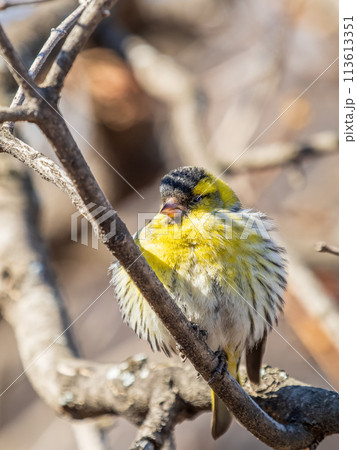 Eurasian siskin male, latin name spinus spinus, sitting on branch of tree. Cute little yellow songbird. Eurasian siskin male, latin name spinus spinus, sitting on branch of tree. Cute little yellow songbird. 113613351