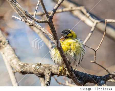 Eurasian siskin male, latin name spinus spinus, sitting on branch of tree. Cute little yellow songbird. 113613353