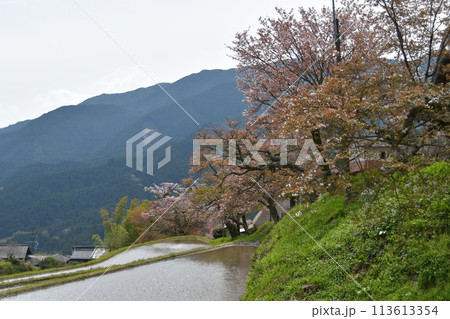三多気の桜 三多気の桜 113613354