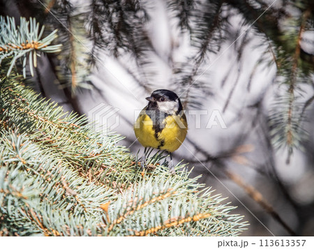 Cute bird Great tit, songbird sitting on the fir branch Cute bird Great tit, songbird sitting on the fir branch 113613357