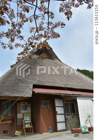 からぶき屋根と山桜 113613358