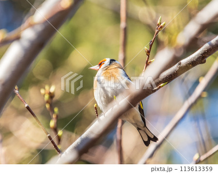 Detailed photo of an european goldfinch between branches 113613359