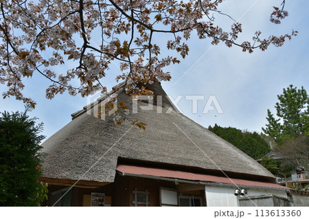 からぶき屋根と山桜 からぶき屋根と山桜 113613360