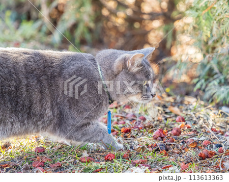 A stray cat stands on a green lawn in the beautiful light of the sunset. A stray cat stands on a green lawn in the beautiful light of the sunset. 113613363