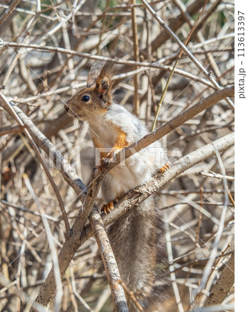 The squirrel with nut sits on a branches in the spring or summer. 113613397