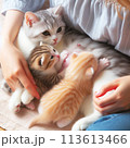 猫の子育てを見守る飼い主 113613466