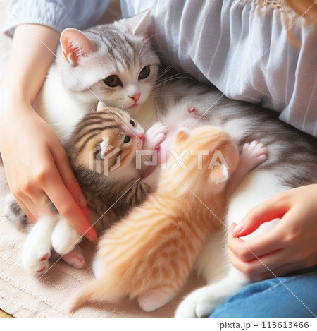 猫の子育てを見守る飼い主 113613466