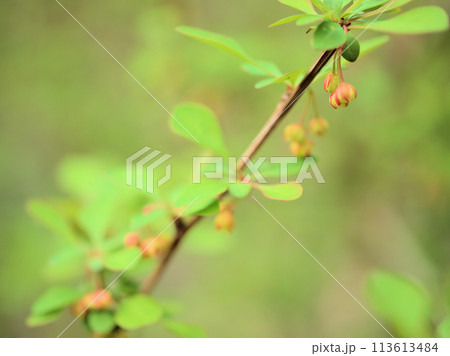 4月に咲いた可愛いメギ(目木)の花 4月に咲いた可愛いメギ(目木)の花 113613484