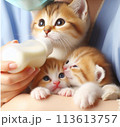 保護した子猫達に哺乳瓶でミルクをあげている人 113613757