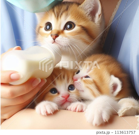 保護した子猫達に哺乳瓶でミルクをあげている人 113613757