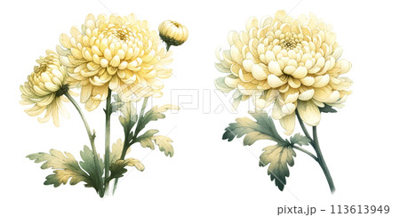 Set of two yellow chrisanthemum flowers 113613949