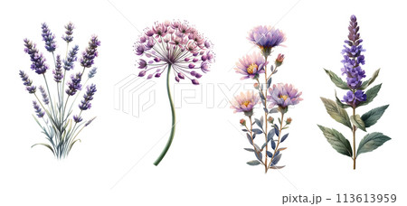 Set of purple garden flowers, Vintage botanicalのイラスト
