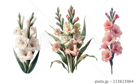 Set of three gladiolus flowers, Vintage botanical 113613964