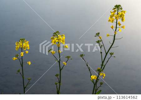 菜の花 113614562