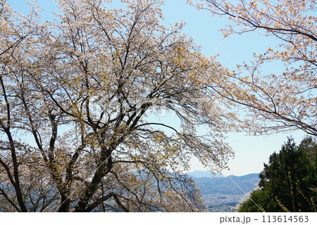 青空を背景に山桜の花が咲き誇る高峯平沢林道桜まつりの風景 青空を背景に山桜の花が咲き誇る高峯平沢林道桜まつりの風景 113614563