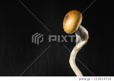 spiral curved mexican psilocybin mushroom on dark background. copy space. Horizontal orientation. 113614710