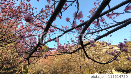 横浜市都筑区・山田富士公園の梅林 113614720