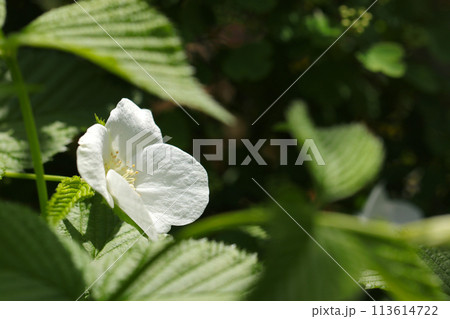 青葉にシロヤマブキの花（自然光＋マクロ接写写真） 113614722