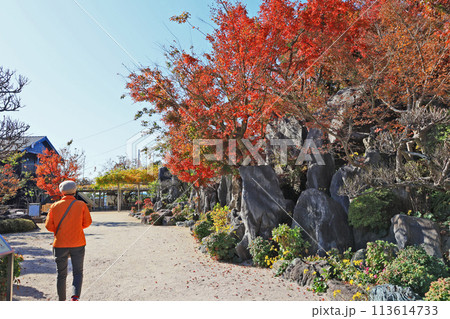 北九州市八幡西区にある藤の名所吉祥寺の紅葉 北九州市八幡西区にある藤の名所吉祥寺の紅葉 113614733