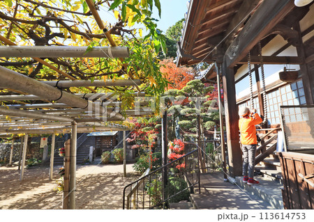 北九州市八幡西区藤の名所吉祥寺本堂の数珠を繰る参拝客 北九州市八幡西区藤の名所吉祥寺本堂の数珠を繰る参拝客 113614753