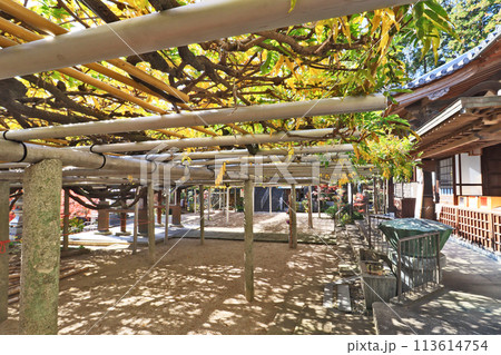 北九州市八幡西区にある吉祥寺境内の大藤棚の秋 113614754