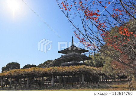 北九州市八幡西区にある藤の名所吉祥寺公園展望台 北九州市八幡西区にある藤の名所吉祥寺公園展望台 113614760