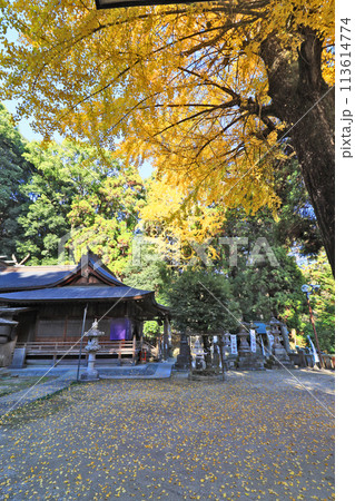 福岡県鞍手町の八剱神社拝殿と御神木のイチョウ 福岡県鞍手町の八剱神社拝殿と御神木のイチョウ 113614774