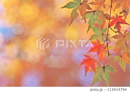 秋にグラデーションが美しいモミジの紅葉 秋にグラデーションが美しいモミジの紅葉 113614794