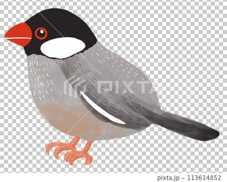 サクラブンチョウのイラスト 113614852