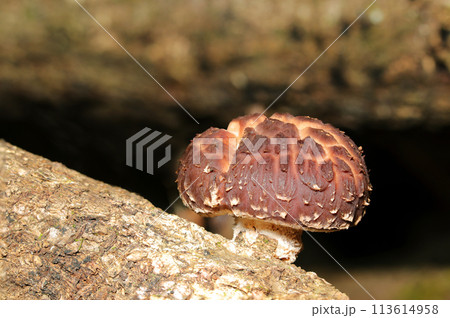 森の中で自生する野生しいたけキノコ(自然光&ストロボ・マクロレンズ接写) 森の中で自生する野生しいたけキノコ(自然光&ストロボ・マクロレンズ接写) 113614958