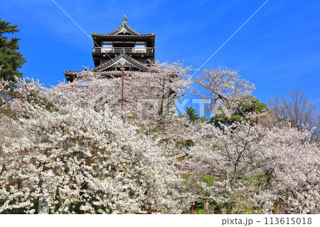 【福井県】晴天の丸岡城と満開の桜（現存12天守） 113615018