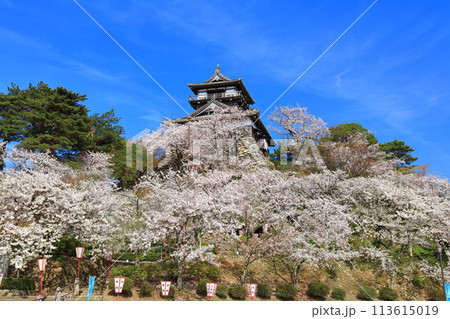 【福井県】晴天の丸岡城と満開の桜（現存12天守） 113615019