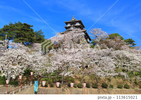 【福井県】晴天の丸岡城と満開の桜（現存12天守） 113615021