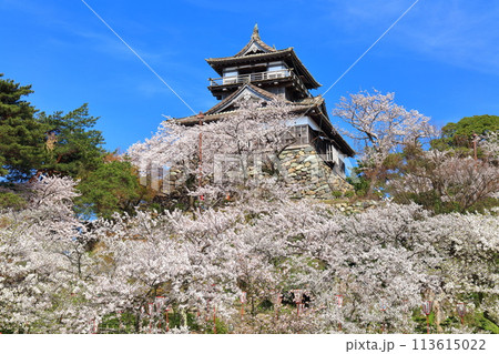 【福井県】晴天の丸岡城と満開の桜（現存12天守） 113615022