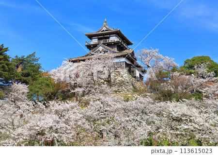 【福井県】晴天の丸岡城と満開の桜（現存12天守） 113615023