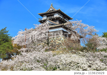 【福井県】晴天の丸岡城と満開の桜(現存12天守) 【福井県】晴天の丸岡城と満開の桜(現存12天守) 113615029