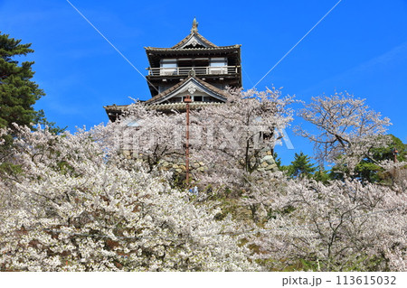 【福井県】晴天の丸岡城と満開の桜（現存12天守） 113615032
