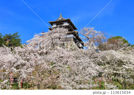 【福井県】晴天の丸岡城と満開の桜（現存12天守） 113615034