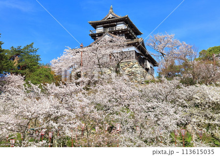 【福井県】晴天の丸岡城と満開の桜（現存12天守） 113615035
