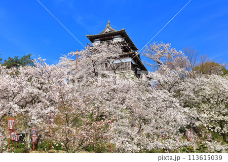【福井県】晴天の丸岡城と満開の桜（現存12天守） 113615039