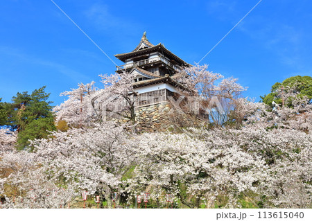 【福井県】晴天の丸岡城と満開の桜（現存12天守） 113615040