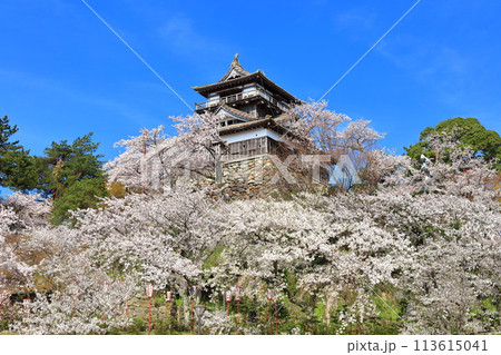 【福井県】晴天の丸岡城と満開の桜（現存12天守） 113615041