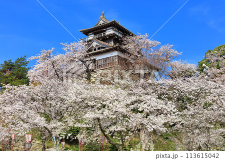 【福井県】晴天の丸岡城と満開の桜（現存12天守） 113615042