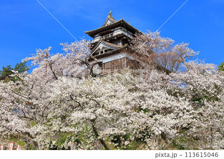 【福井県】晴天の丸岡城と満開の桜（現存12天守） 113615046