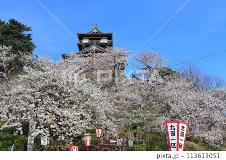 【福井県】晴天の丸岡城と満開の桜（現存12天守） 113615051
