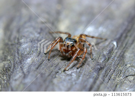 デーニッツハエトリグモの横顔(自然光+ストロボ、マクロ接写撮影) デーニッツハエトリグモの横顔(自然光+ストロボ、マクロ接写撮影) 113615073