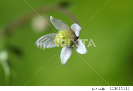 小さく可憐な日本オダマキに似るヒメウズの花ポートレート(自然光+ストロボ、マクロ接写撮影) 小さく可憐な日本オダマキに似るヒメウズの花ポートレート(自然光+ストロボ、マクロ接写撮影) 113615112